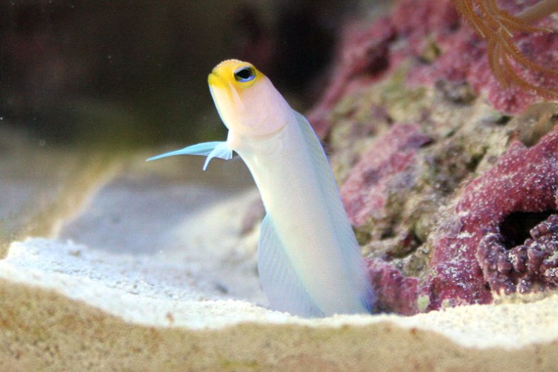 Jawfish have slender bodies that let them slink in and out of their burrows. (Image Credit: Unknown)