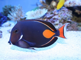 What would an evening gown inspired by the Achilles tang (Acanthurus achilles) look like? (Image Credit: Unknown; sourced from fishville.wikia.com)