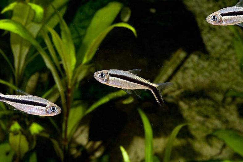 Thayeria boehlkei, known as the hockeystick tetra or penguin tetra. (Image Credit: Unknown; sourced from www.free-pet-wallpapers.com)