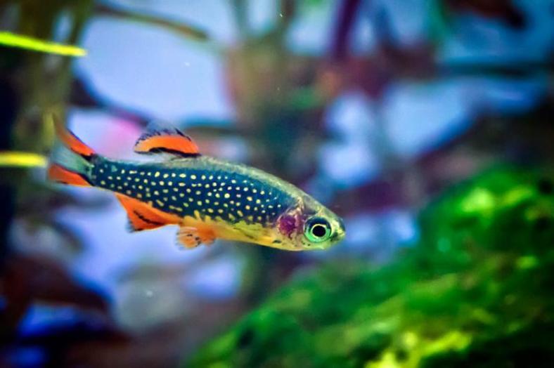 The stunning colors of Danio margaritatus, whose specific name translates as "adorned with pearls". (Image Credit: unknown; sourced from www.myfishtank.net)