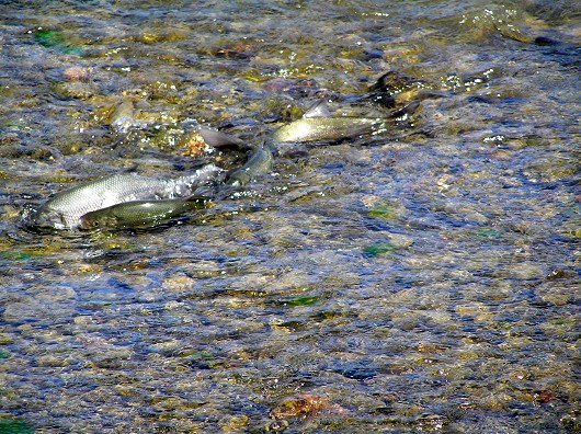 Hitch spawning at Bell Hill Road Crossing on Adobe Creek, Clear Lake, California. (Image Credit: Richard Macedo/California Department of Fish and Wildlife)