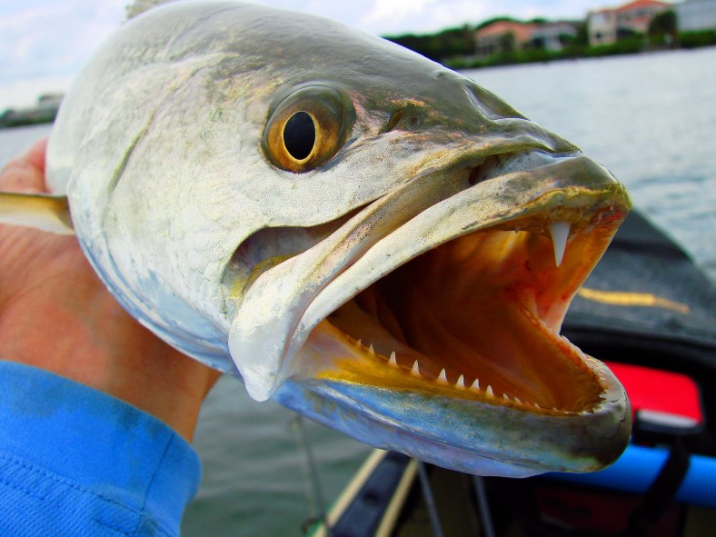 The mouth of a spotted seatrout (Cynoscion nebulosus) and its namesake teeth. (Image Source: Steve Gibson/Gibby's Fishing Blog)
