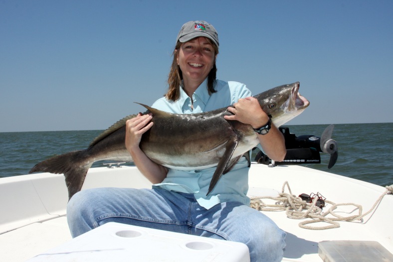 Rachycentron canadum -- the cobia. (Image Source: Healthy Grin Sport Fishing)
