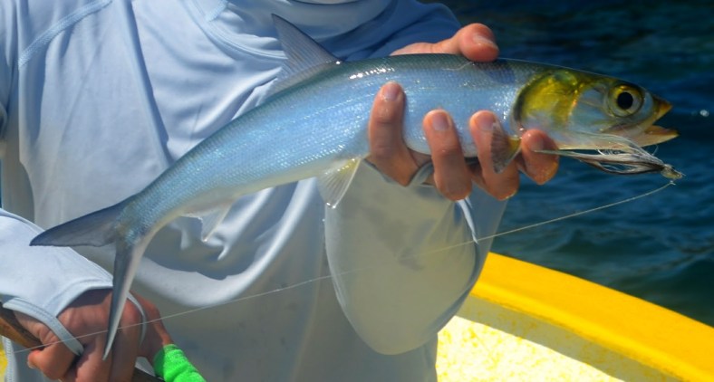 A Pacific ladyfish or machete (Elops affinis) caught in Mexico. (Image Source: steeliemike.blogspot.com)