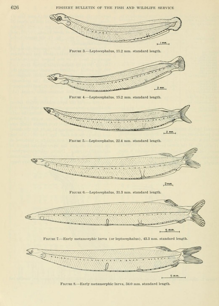 Some of the larval stages of the ladyfish (Elops saurus), a relative of the machete (Elops affinis). (Figures 3-8 from Gehringer 1959)