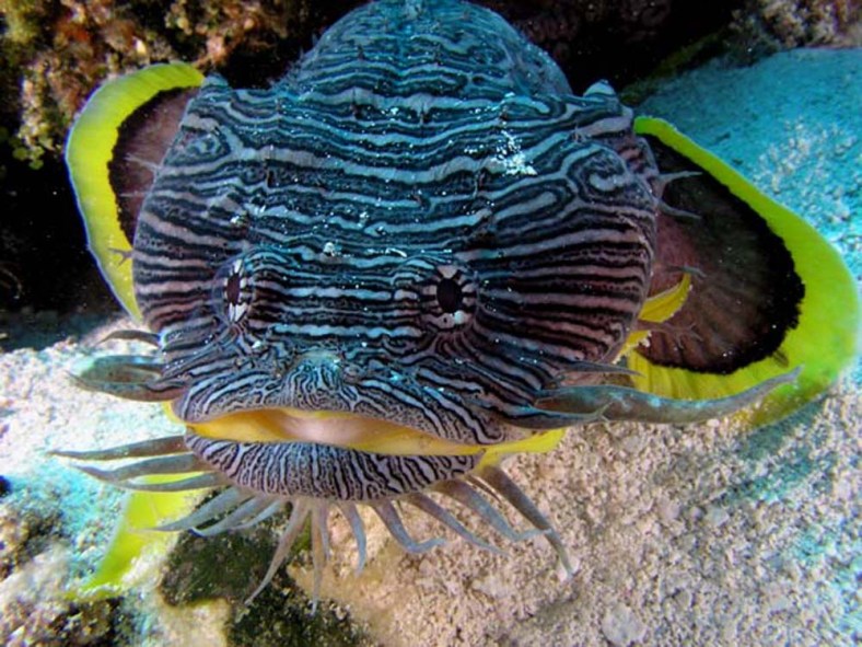 Sanopus splendidus, the splendid toadfish, photographed in Cozumel, Mexico. (Image Credit: Jim Lyle. Used with permission.)
