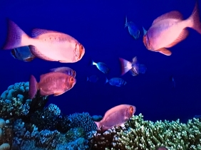 Screen-capture image of moontail bullseyes swimming in a coral reef. Via AT&T U-Verse